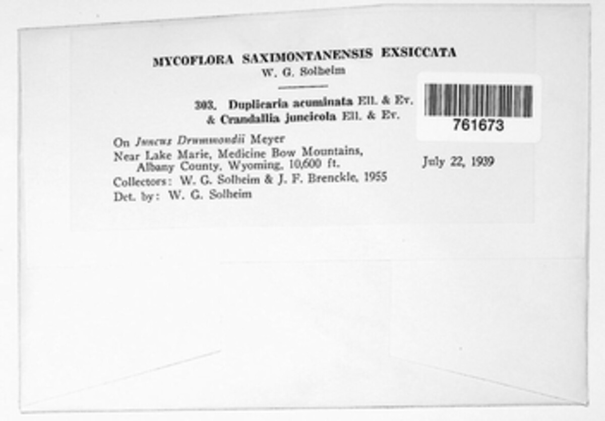 Crandallia acuminata image